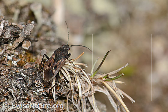 Foto: Rhyparochromus pini (Wanze). Ansicht von oben.