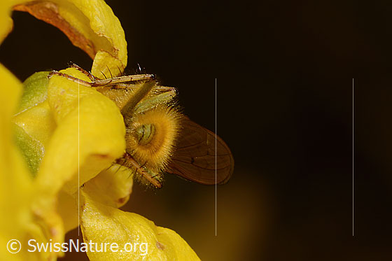 Foto: Wahrscheinlich Gelbe Dungfliege (Scathophaga stercoraria) auf Forsythie (Forsythia). Ansicht von hinten.