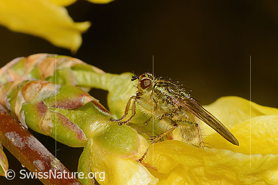Foto: Wahrscheinlich Gelbe Dungfliege (Scathophaga stercoraria) auf Forsythie (Forsythia). Ansicht von der Seite.