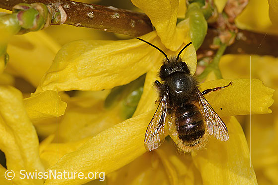 Gehörnte Mauerbiene (Osmia cornuta) an Forsythie (Forsythia)
