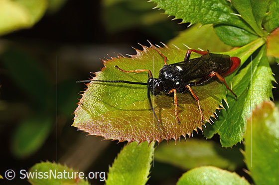 Foto: Wahrscheinlich Amblyjoppa fuscipennis (Schlupfwespe) auf Gewöhnlicher Berberitze (Berberis vulgaris). Länge 15mm. Männchen. Ansicht von seitlich vorne oben.