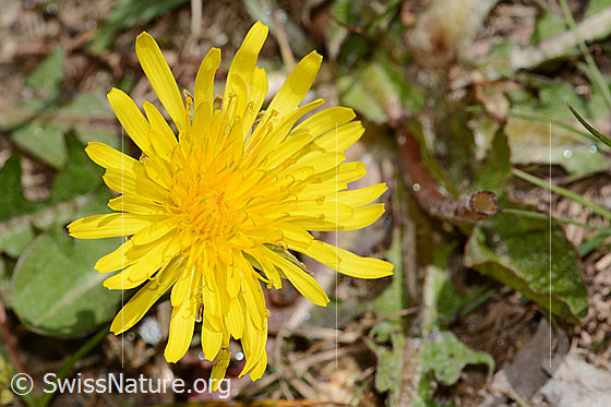 Foto: Gewöhnlicher Löwenzahn (Taraxacum officinale). Blüte. Ansicht von oben.