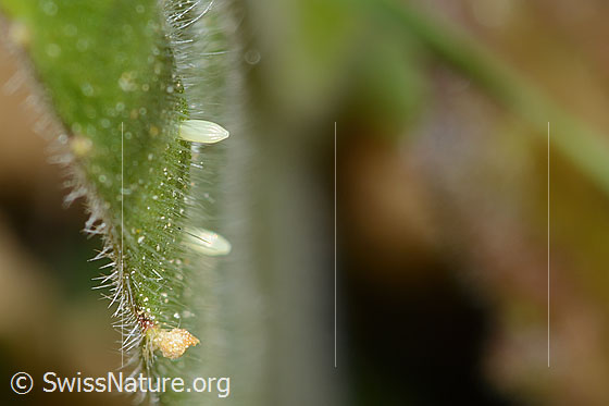 Foto: Wahrscheinlich Eier des Bergweisslings (Pieris bryoniae) an Blatt eines Gemeinen Brillenschötchens (Biscutella laevigata).