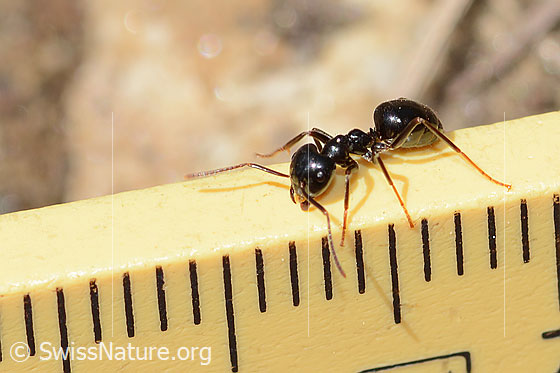Foto: Glänzendschwarze Holzameise (Lasius fuliginosus). Länge 5mm. Ansicht von seitlich vorne oben.