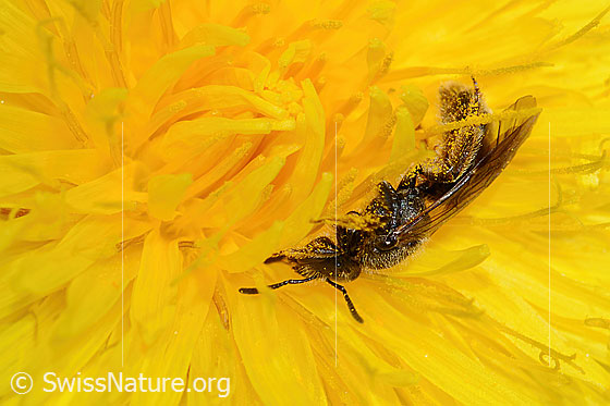 Foto: Gewöhnliche Schmalbiene (Lasioglossum calceatum) auf Gewöhnlichem Löwenzahn (Taraxacum officinale). Länge 10mm. Weibchen. Ansicht von der Seite.