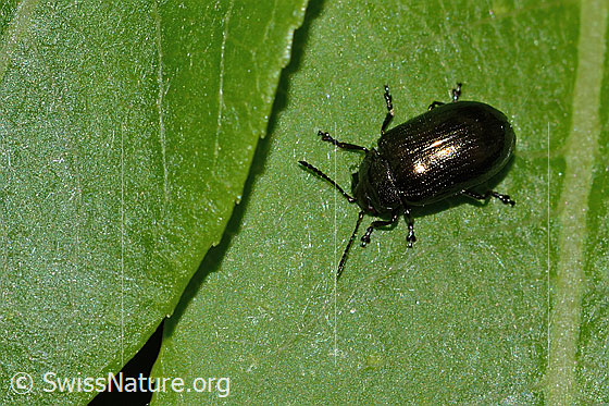 Foto: Kleiner Weidenblattkäfer (Phratora vitellinae). Länge 5mm. Ansicht von oben.