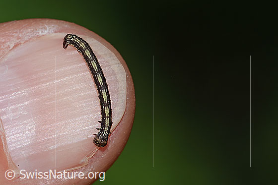 Foto: Raupe des Orangegelben Breitflügelspanner (Agriopis aurantiaria). Länge: ca. 12mm. Ansicht von oben.