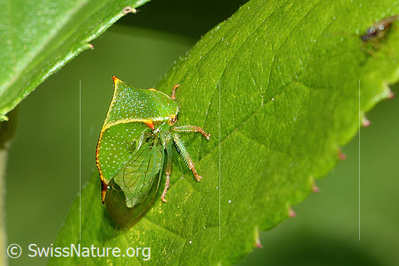 Büffelzikade (Stictocephala bisonia)