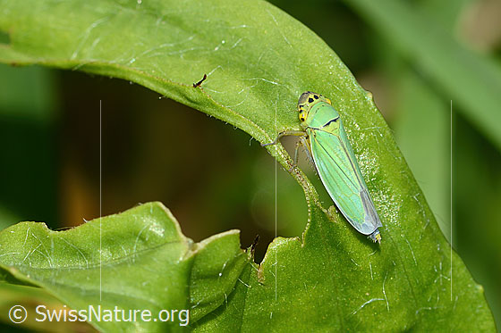 Foto: Binsenschmuckzikade (Cicadella viridis). Länge 9mm. Weibchen. Wird auch Grüne Zwergzikade oder Grüne Schmuckzikade genannt. Ansicht von oben.