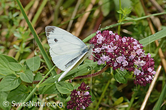 Foto: Rapsweissling (Pieris napi) auf Echtem Dost (Origanum vulgare). Männchen. Flügel halb geöffnet. Ansicht von der Seite.