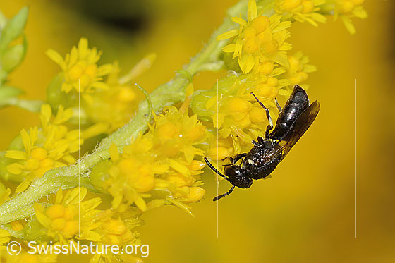 Foto: Wahrscheinlich Mauer-Maskenbiene (Hylaeus hyalinatus) auf Kanadischer Goldrute (Solidago canadensis). Länge 6mm. Weibchen. Wird auch Lamellen-Maskenbiene oder Garten-Maskenbiene genannt. Ansicht von der Seite.