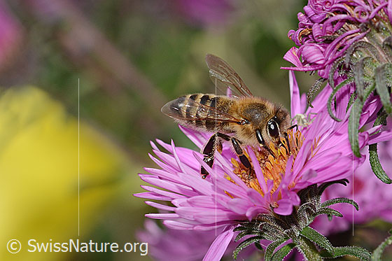 Foto: Westliche Honigbiene (Apis mellifera) an Neuenglischer Aster (Aster novae-angliae). Ansicht von der Seite.