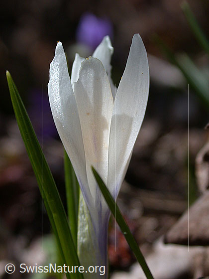 Foto: Frühlings-Krokus, Nahaufnahme 
Lat.: Crocus albiflorus