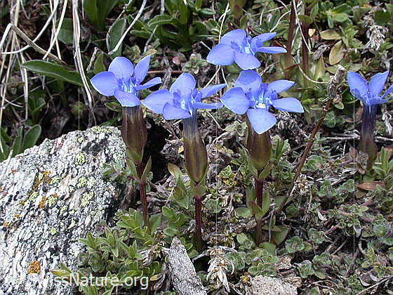 Foto: Frühlings Enzian, mehrere Pflanzen mit Umgebung 
Lat.: Gentiana verna
Familie: Gentiananceae (Enziangewächse)