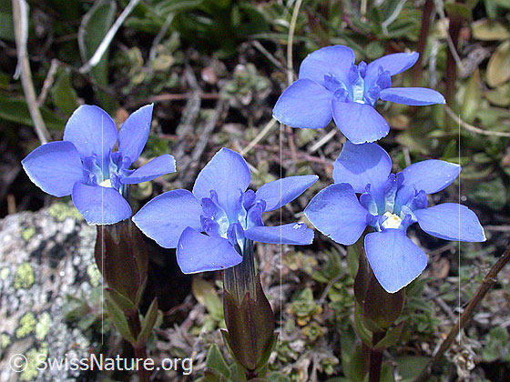 Foto: Frühlings Enzian, mehrere Blüten 
Lat.: Gentiana verna
Familie: Gentiananceae (Enziangewächse)