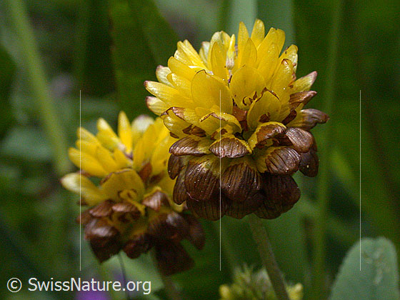 Foto: Braun-Klee, Blüte 
Lat.: Trifolium badium 
Familie: Schmetterlingsblütler