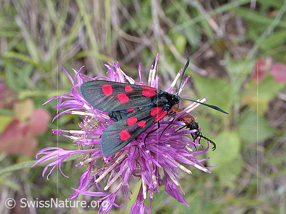 Foto: Grosses Fünffleck-Widderchen (Zygaena lonicerae)
Umgebung: Unbekannt.
Lat.: Zygaena lonicerae
Familie: Zygaenidae (Widderchen)
Unterfamilie: Zygaeninae (Rotwidderchen) 
Gattung: Zygaena