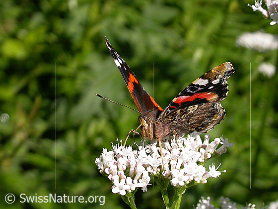 Foto: Admiral (Vanessa atalanta). Auf Baldrian-Blüte sitzend. Flügel halb geöffnet. Ansicht von vorne.