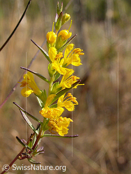 Foto: Gelber Zahntrost (Odontites luteus). Blüten und Blätter.