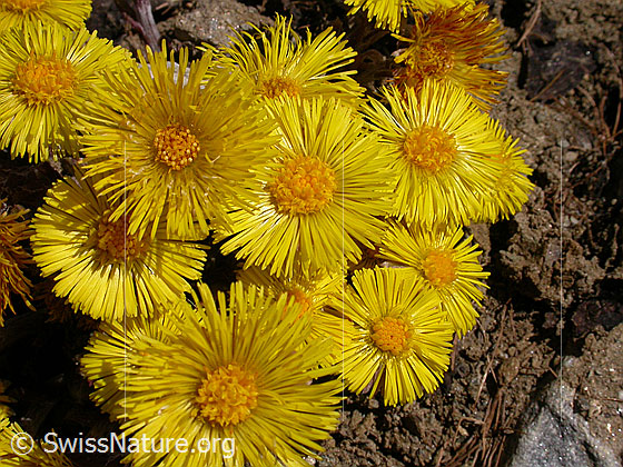 Foto: Huflattich 
Lat.: Tussilago farfara
Familie: Asteraceae (Kobblütler)
