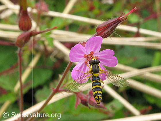 Foto: Gewöhnliche Langbauchschwebfliege (Sphaerophoria scripta) an Blüte. Weibchen.