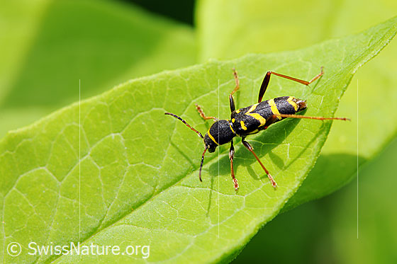 Foto: Gemeiner Widderbock (Clytus arietis). Alias: Echter Widderbock sowie Wespenbock. Länge 7-14mm.