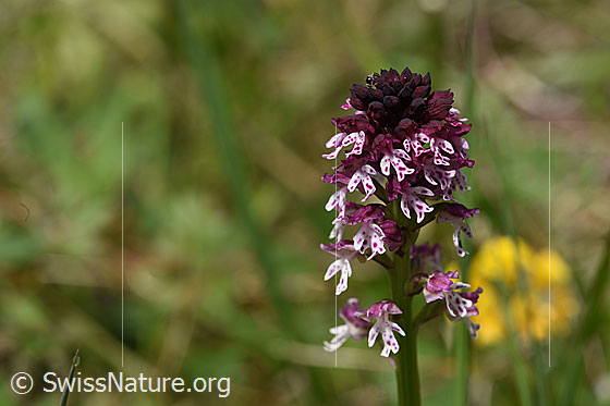 Foto: Blühendes Schwärzliches Knabenkraut. Eine zierliche Orchidee, welche trotz roter Farbe häufig nicht so leicht zu entdecken ist.
Lat.: Orchis ustulata
Familie: Orchidaceae (Orchideen, Knabenkräuter)