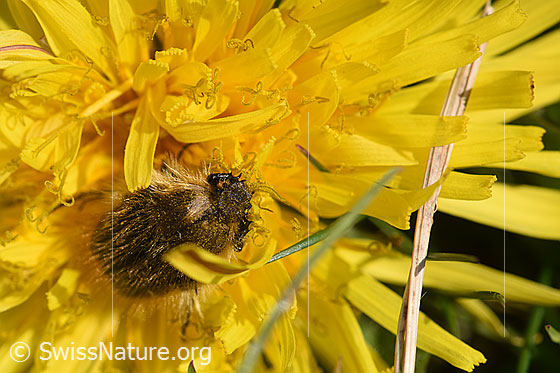 Foto: Zottiger Rosenkäfer (Tropinota hirta) auf Blüte des Gebräuchlichen Löwenzahn (Taraxacum officinale). Länge 8-11mm. 