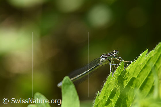 Foto: Wahrscheinlich Blaue Federlibelle (Platycnemis pennipes).
Spannweite 40 - 50mm.