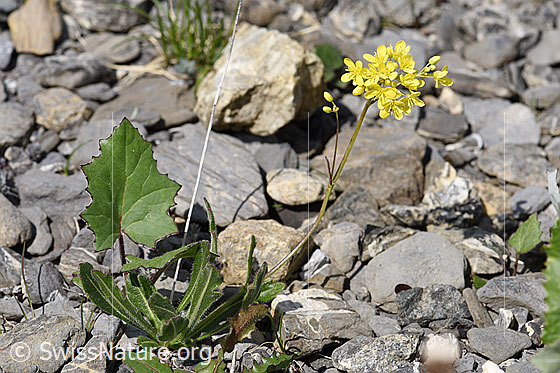 Foto: Gemeines Brillenschötchen (Biscutella laevigata). Ganze Pflanze (Habitus).