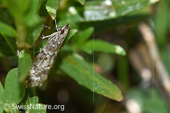 Foto: Kleinschmetterling an Pflanze.