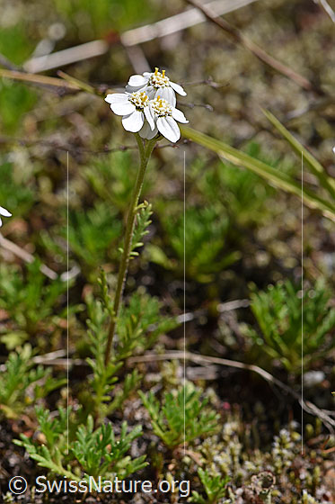 Foto: Moschus-Schafgarbe (Achillea erba-rotta). Ganze Pflanze.
Umgebung: Trockenrasen in Gletschervorfeld. Ca. 1900m ü.M.
Lat.: Achillea erba-rotta
Familie: Asteraceae (Korbblütler)