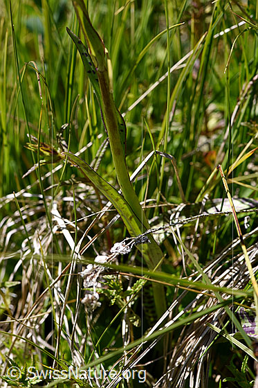Foto: Geflecktes Knabenkraut (Dactylorhiza maculata). Stengel und Stengelblätter.
Umgebung: Sumpfwiese, ca. 1900m ü.M.
Lat.: Dactylorhiza maculata 
Familie: Orchidaceae (Orchideen)