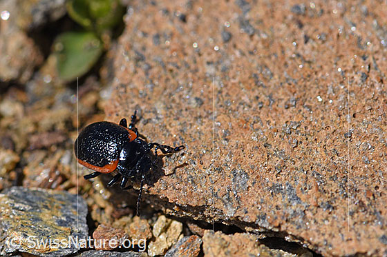 Foto: Rotsaum-Blattkäfer (Chrysolina sanguinolenta) an Felskante. Länge 6 - 9mm.