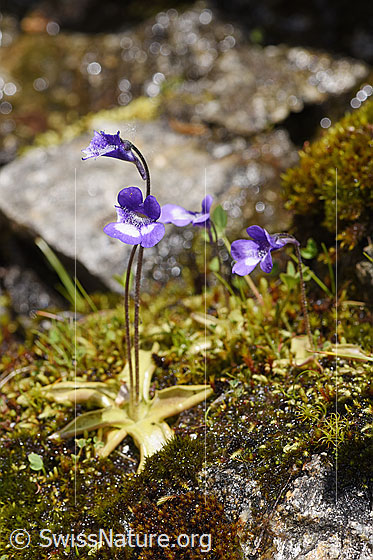 Foto: Dünnsporniges Fettblatt (Pinguicula leptoceras). Ganze Pflanze. Wird auch Dünnsporn-Fettkraut, Dünnsporniges Fettkraut oder Blaues Alpen-Fettkraut genannt.