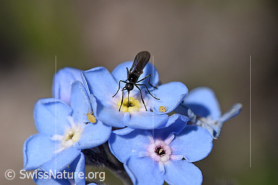 Foto: Elegante, kleine Fliege auf Blüte. Die Blüte hat einen Durchmesser von max. 9mm.
Wahrscheinlich: Rhamphomyia lamellata aus der Familie der Tanzfliegen (Empididae).