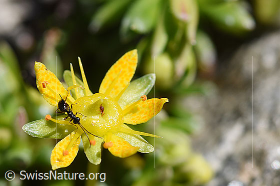 Gelis agilis (Schlupfwespe) auf Bewimpertem Steinbrech (Saxifraga aizoides)