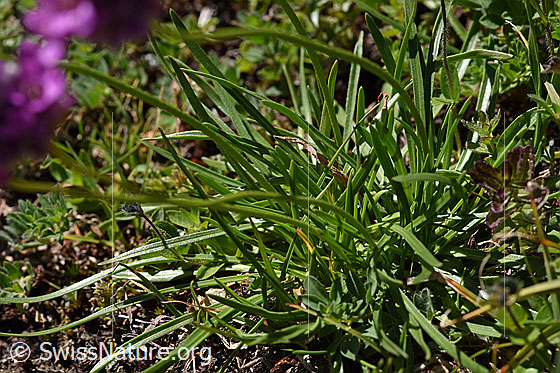 Foto: Alpen-Pechnelke (Silene suecica). Blätter.