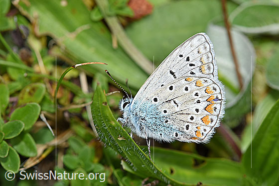 Foto: Wahrscheinlich Idas-Bläuling (Plebejus idas). Auf Blatt sitzend. Flügel geschlossen. Ansicht von der Seite.