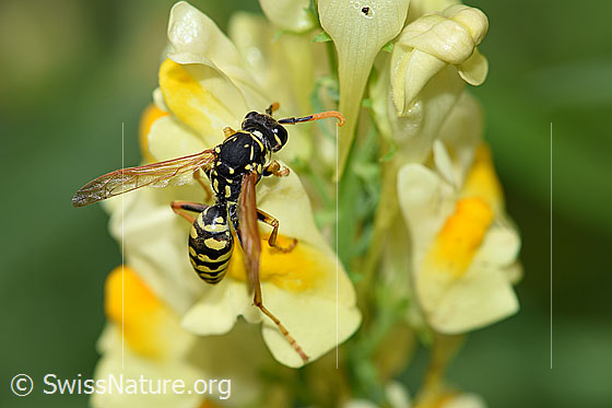 Foto: Französische Feldwespe (Polistes dominula) an Blüte des Gemeinen Leinkraut (Linaria vulgaris). Weibchen, Körperlänge 13-18mm.
Französische Feldwespe: Alias Polistes dominulus. Alias: Haus-Feldwespe. Früher Gallische Feldwespe genannt.
Gemeines Leinkraut: Alias: Echtes Leinkraut, Kleines Löwenmaul.