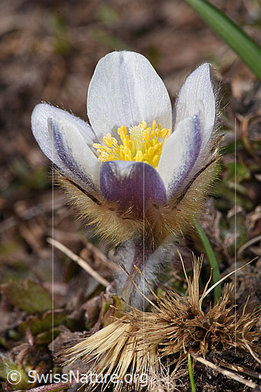 Foto: Frühlings-Anemonen (Pulsatilla vernalis). Andere Namen: Pelz-Anemone, Frühlings-Küchenschelle. Ganze Pflanze (Habitus). Blüte ganz geöffnet.