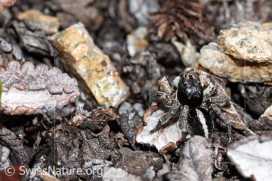 Foto: V-Fleck-Springspinne (Aelurillus v-insignitus). Männchen. Körperlänge: 4 - 5mm. Ansicht von hinten.