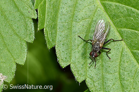 Foto: Kleine Raubhausfliege (Coenosia tigrina). Länge 5 - 7mm. Weibchen. Ansicht von oben.