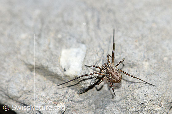 Foto: Wahrscheinlich Gemeiner Gebirgsweberknecht (Mitopus morio). Körperlänge: Männchen 4.5 - 6.5mm, Weibchen 7 - 9mm. Ansicht von oben.