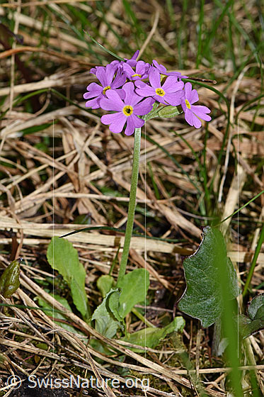 Foto: Mehl-Primel (Primula farinosa). Ganze Pflanze (Habitus).