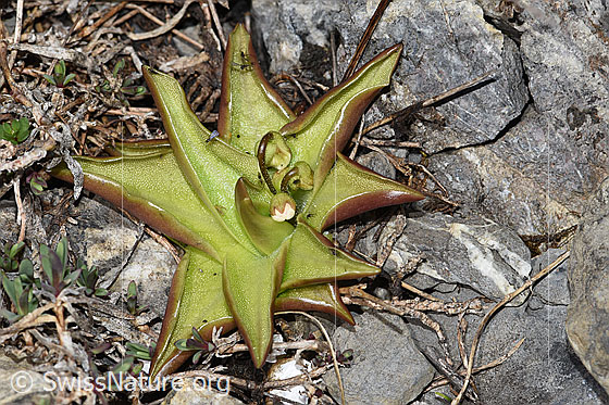 Foto: Alpen-Fettblatt (Pinguicula alpina). Ganze Pflanze (Habitus). Blüte noch nicht geöffnet.