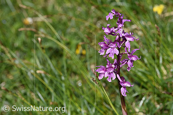 Foto: Männliches Knabenkraut (Orchis mascula). Blütenstand.