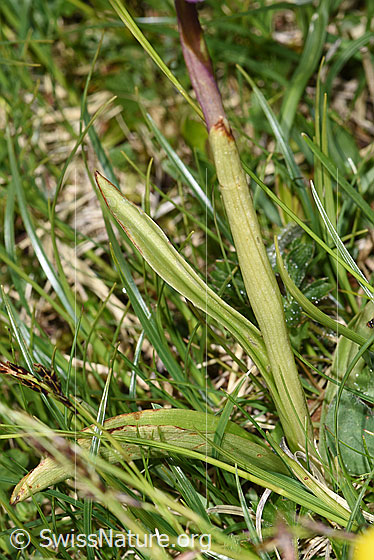 Foto: Männliches Knabenkraut (Orchis mascula). Stängel und Grundblätter.