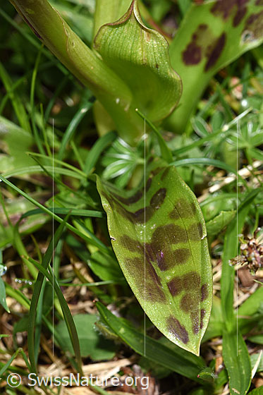 Foto: Männliches Knabenkraut (Orchis mascula). Blatt.