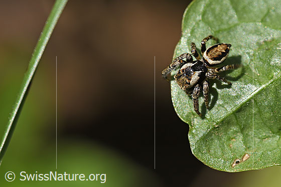 Foto: Wahrscheinlich Bunter Sichelspringer (Evarcha falcata). Ansicht von schräg oben.